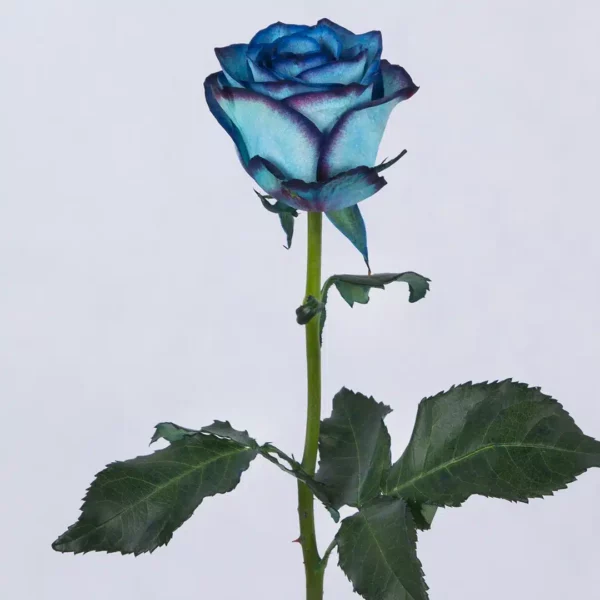 گل رز آبی