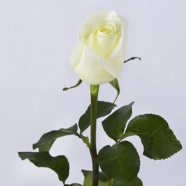 گل رز سفید