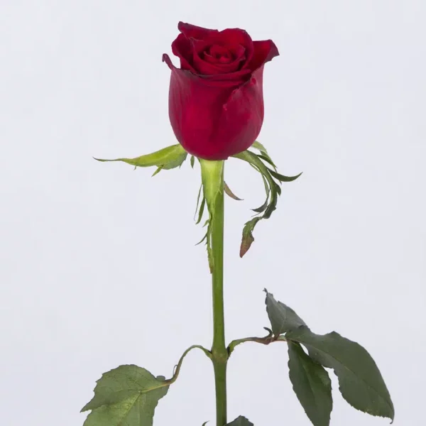 گل رز قرمز